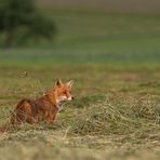 Am frühen Morgen...
