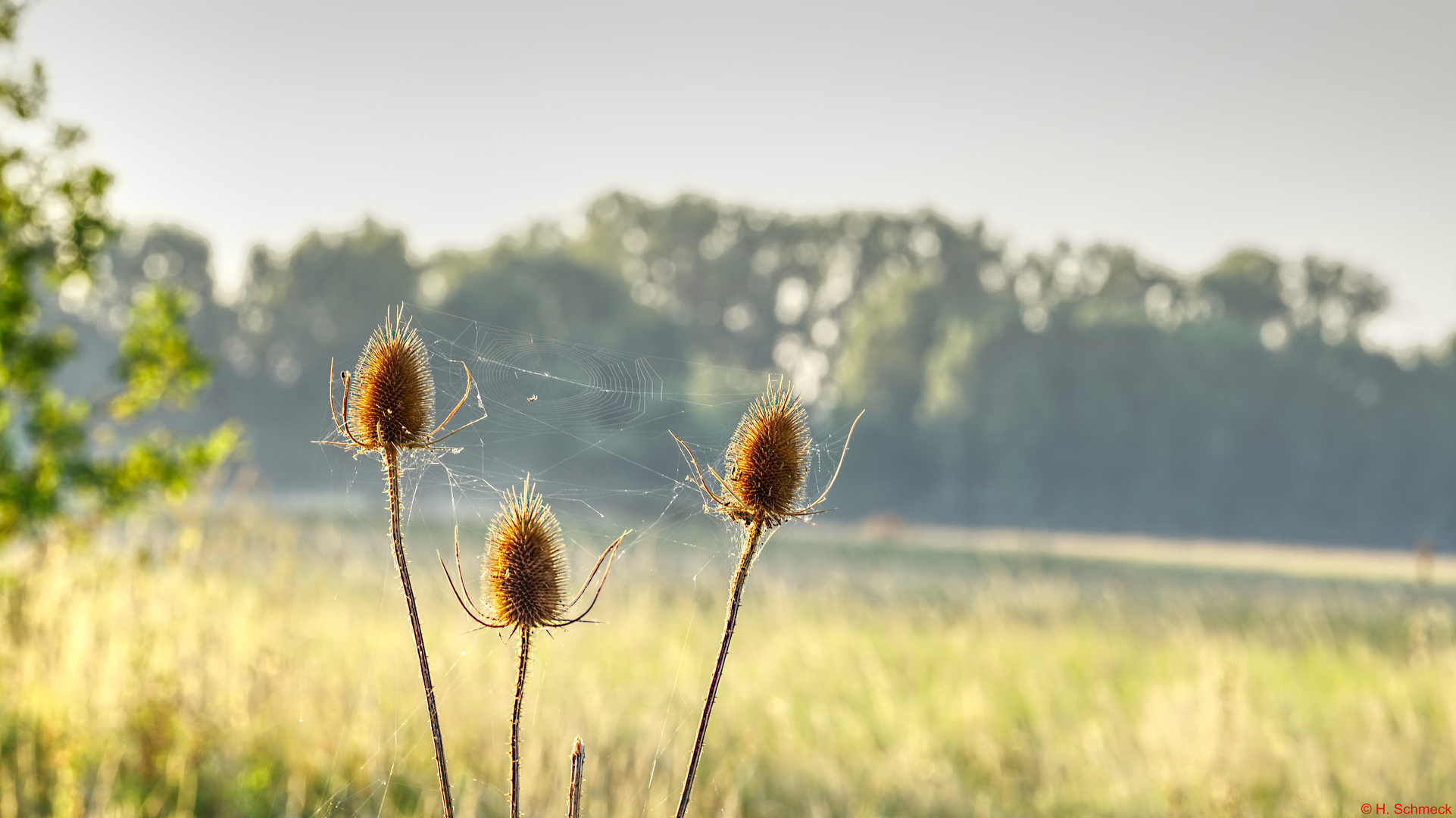 Am frühen Morgen