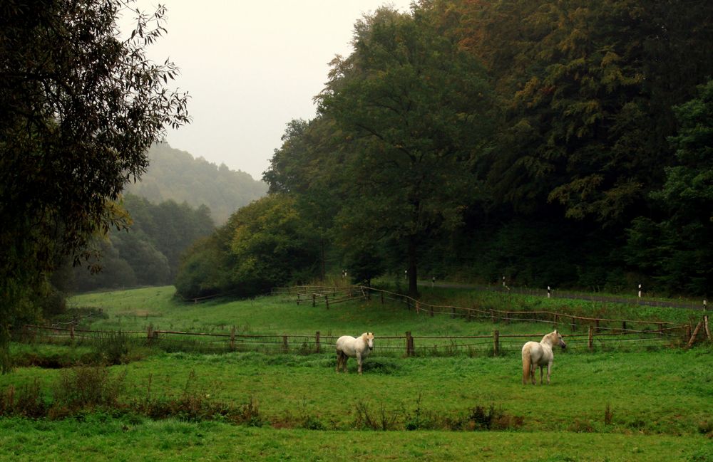 Am frühen auf der Pferdekoppel Foto & Bild tiere, haustiere