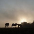 ...am frühen Morgen