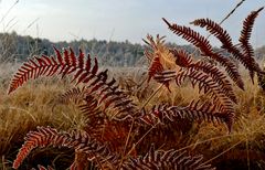 Am frühen Morgen im Herbst