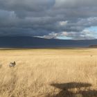 Am frühen morgen im Ngorongoro Crater, Tanzania