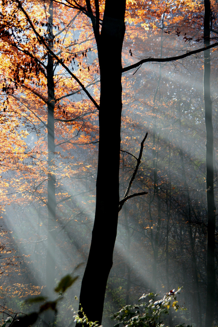 Am frühen Morgen im Wald