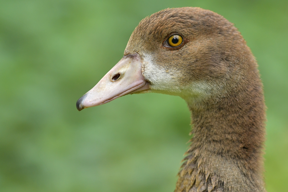 Am frühen Morgen in Offenbach: Nilgans – Aufmerksamkeit