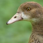 Am frühen Morgen in Offenbach: Nilgans – Aufmerksamkeit