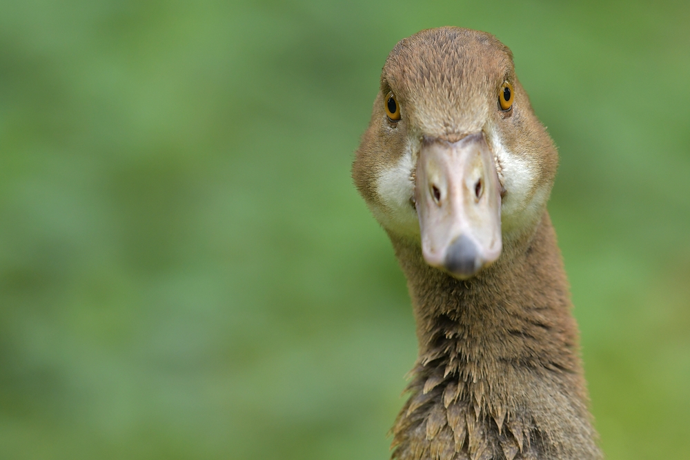 Am frühen Morgen in Offenbach: Nilgans – Schelm