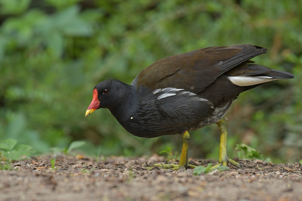 Am frühen Morgen in Offenbach: Teichhuhn – Futtersuche