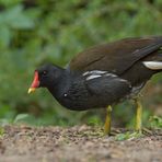 Am frühen Morgen in Offenbach: Teichhuhn – Futtersuche