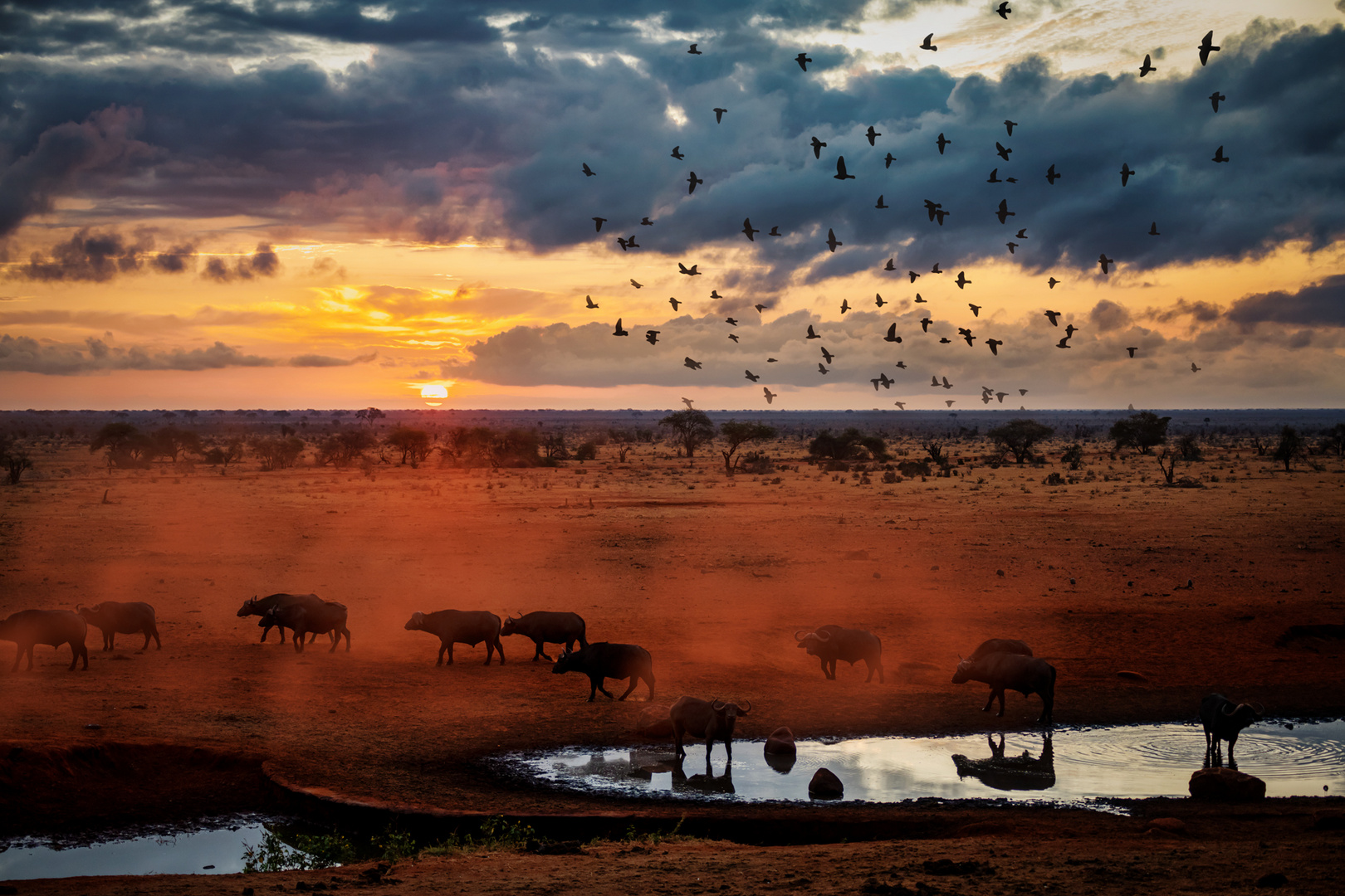 am frühen Morgen in Tsavo