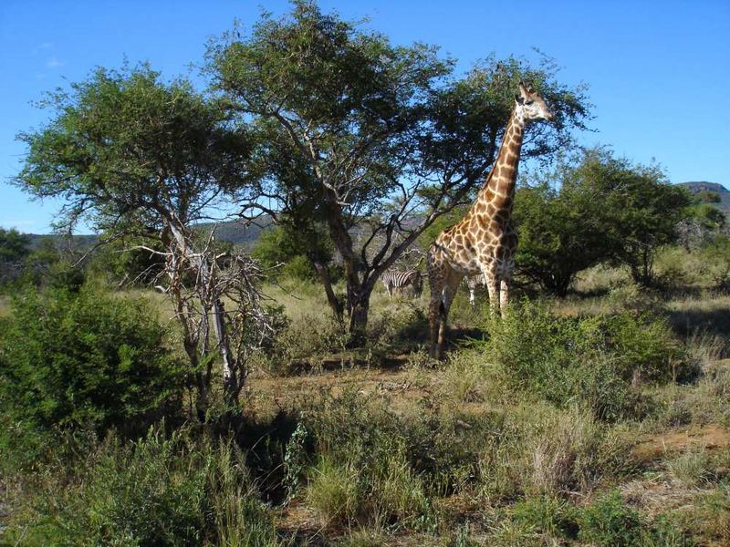 Am frühen Morgen - Madikwe South Africa