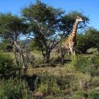 Am frühen Morgen - Madikwe South Africa