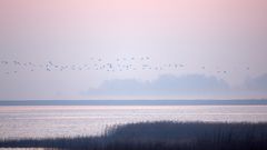 Am frühen Morgen über dem Bodden