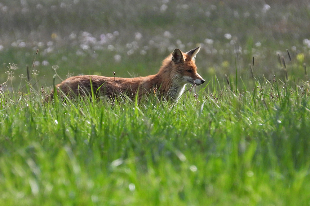 Am frühen Morgen unterwegs mit Mutter Fuchs auf Weiltaler Wiesen 01