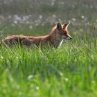 Am frühen Morgen unterwegs mit Mutter Fuchs auf Weiltaler Wiesen 01