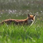 Am frühen Morgen unterwegs mit Mutter Fuchs auf Weiltaler Wiesen 03