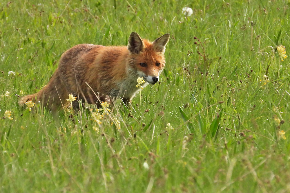 Am frühen Morgen unterwegs mit Mutter Fuchs auf Weiltaler Wiesen 04