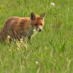 Am frühen Morgen unterwegs mit Mutter Fuchs auf Weiltaler Wiesen 04