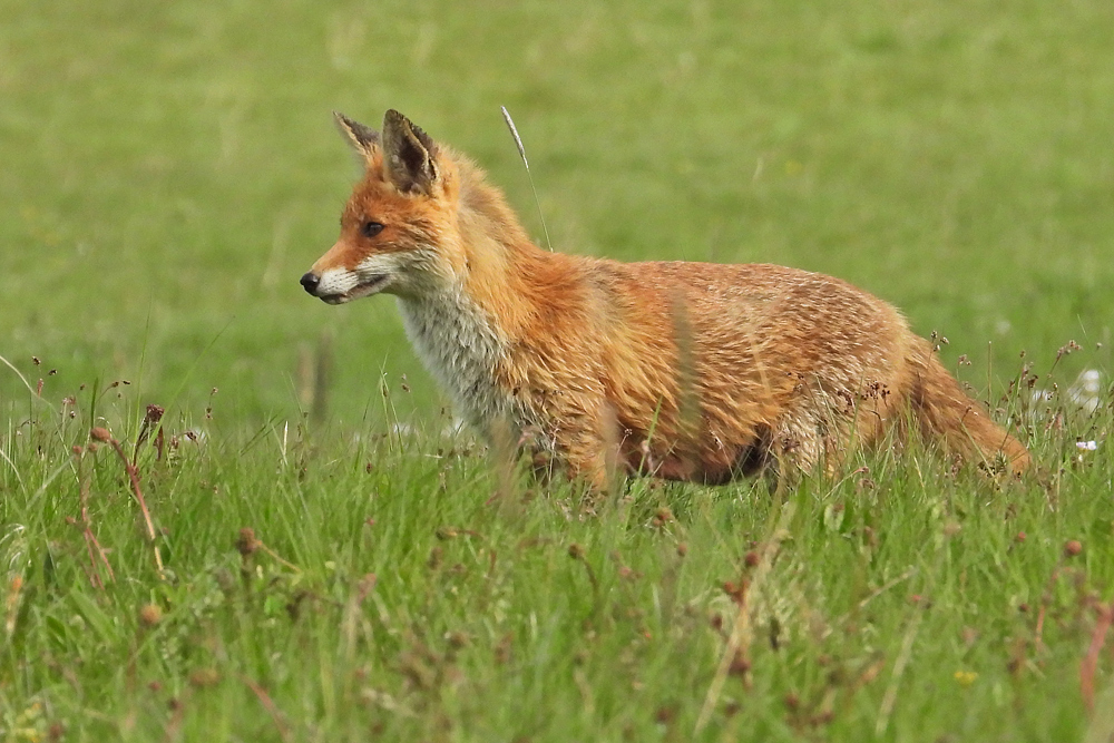 Am frühen Morgen unterwegs mit Mutter Fuchs auf Weiltaler Wiesen 11