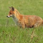 Am frühen Morgen unterwegs mit Mutter Fuchs auf Weiltaler Wiesen 11