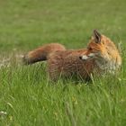 Am frühen Morgen unterwegs mit Mutter Fuchs auf Weiltaler Wiesen 12