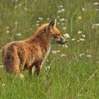 Am frühen Morgen unterwegs mit Mutter Fuchs auf Weiltaler Wiesen 13