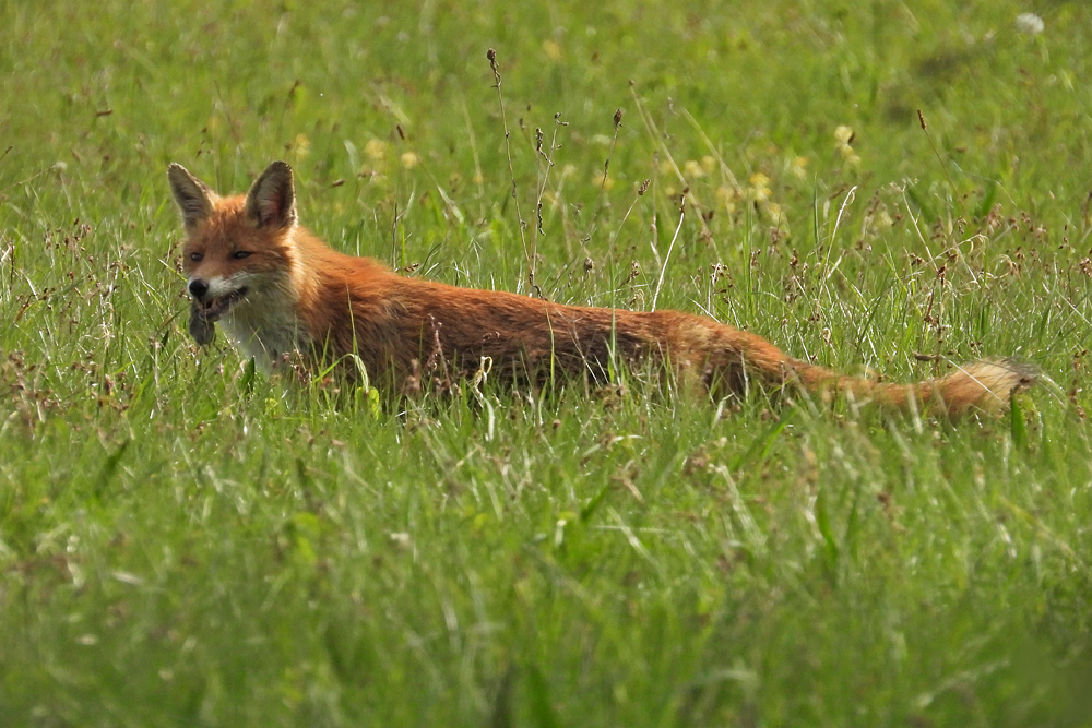 Am frühen Morgen unterwegs mit Mutter Fuchs auf Weiltaler Wiesen 16