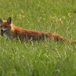 Am frühen Morgen unterwegs mit Mutter Fuchs auf Weiltaler Wiesen 16