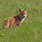 Am frühen Morgen unterwegs mit Mutter Fuchs auf Weiltaler Wiesen 17