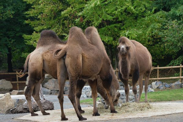Am Frühstücktisch. 