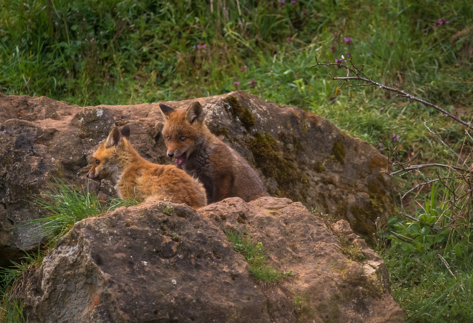 Am Fuchsbau 