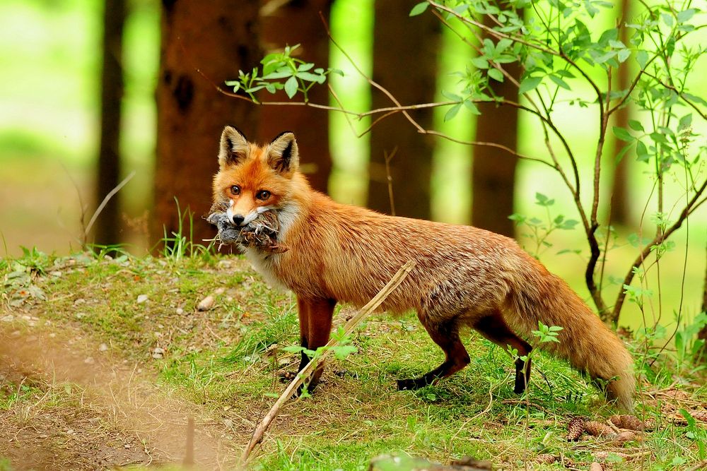 Am Fuchsbau 1 - Die Fähe bringt Mäuse für ihre Jungfüchse