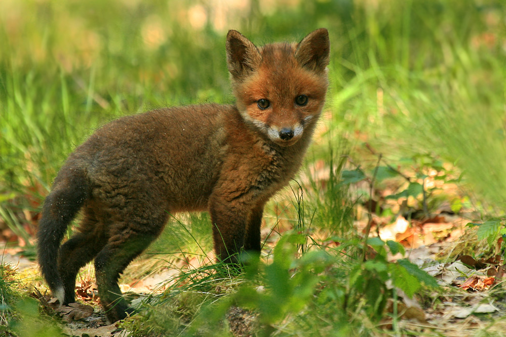 am Fuchsbau