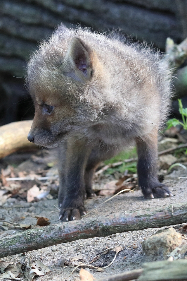 Am Fuchsbau 2018