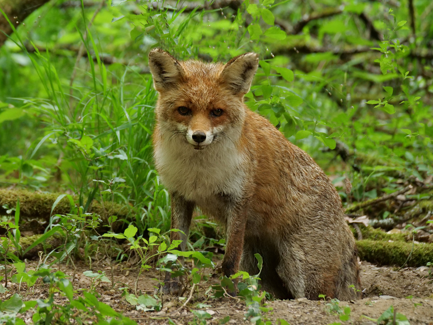 Am Fuchsbau