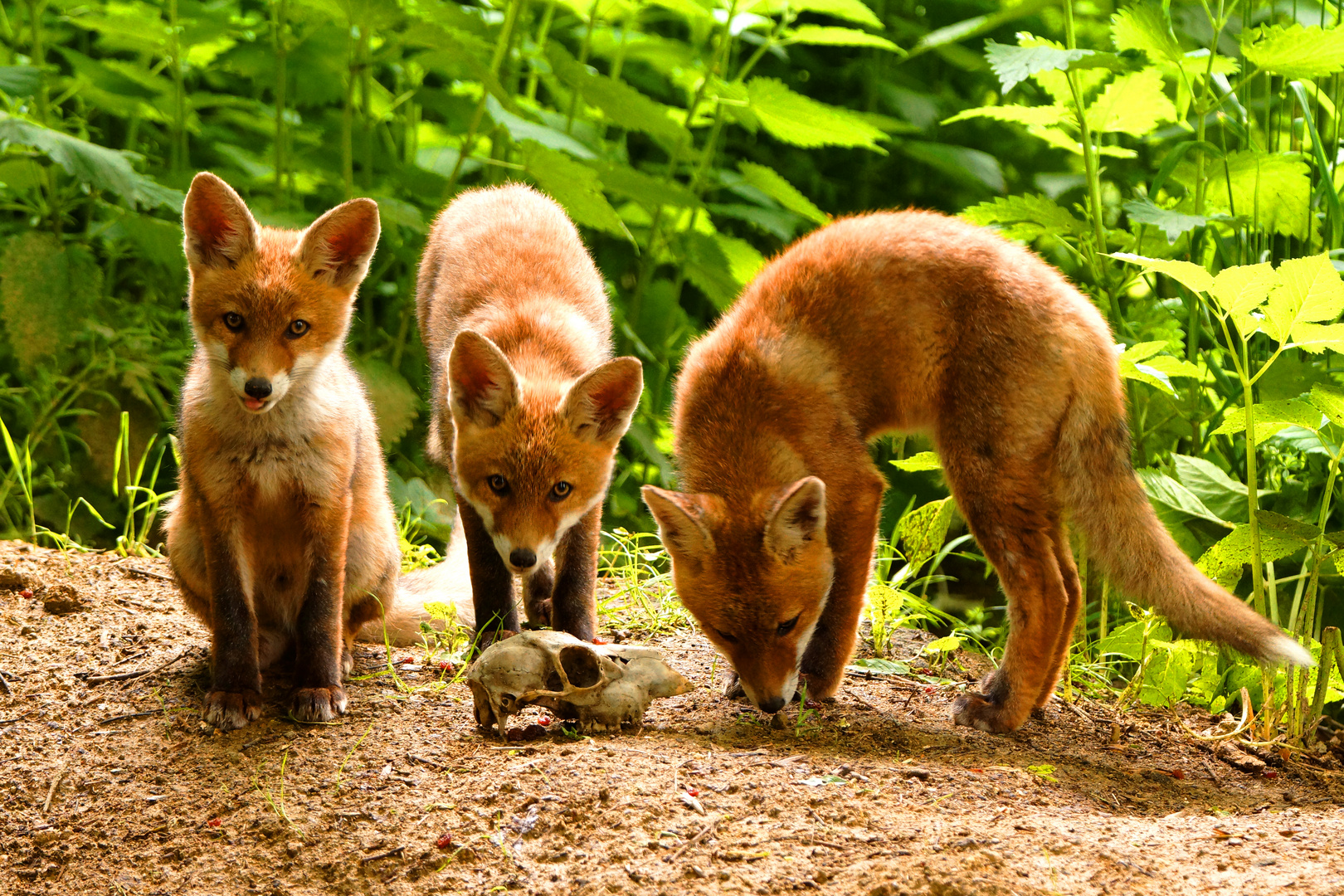 Am Fuchsbau Foto & Bild | tiere, wildlife, säugetiere Bilder auf
