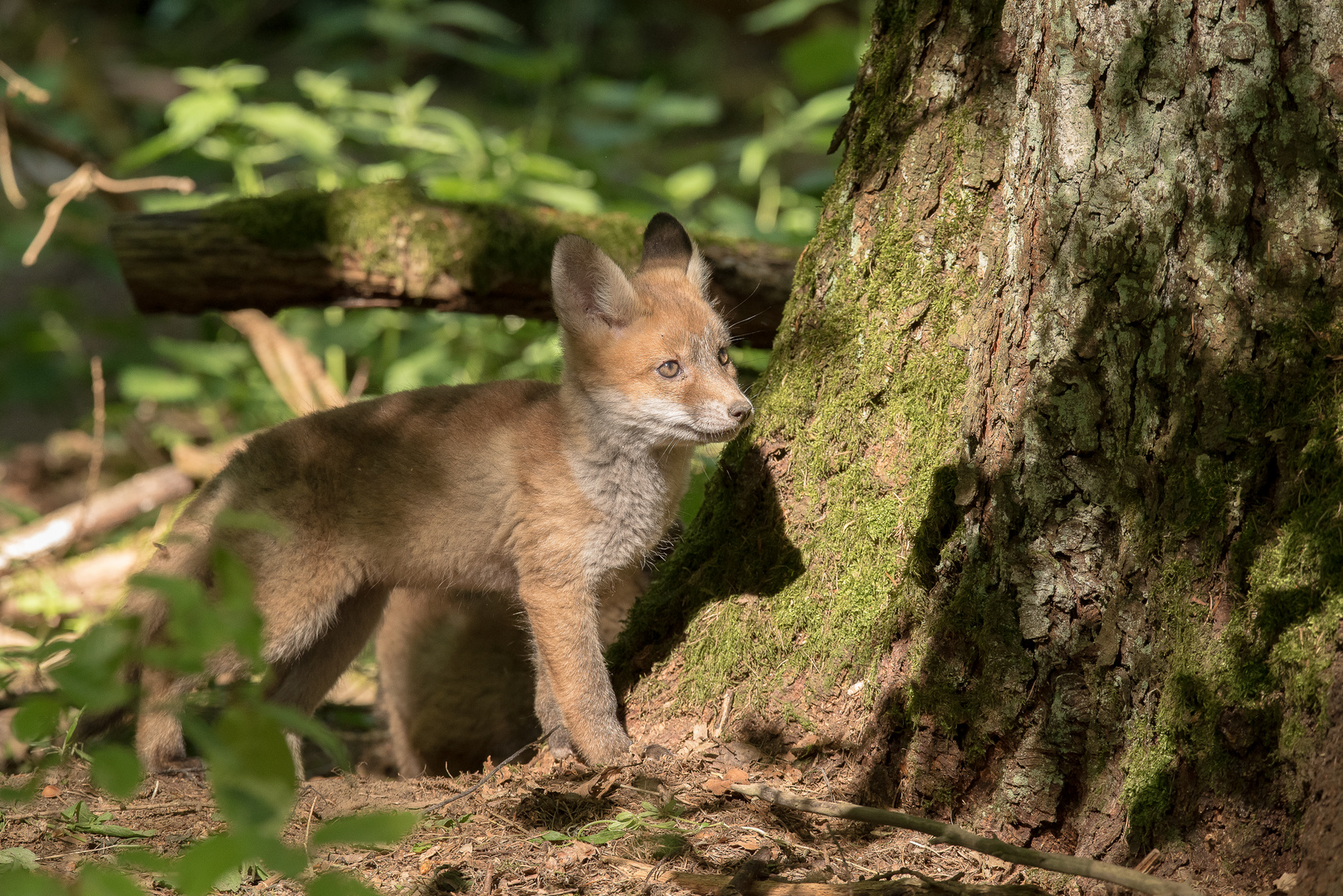 Am Fuchsbau