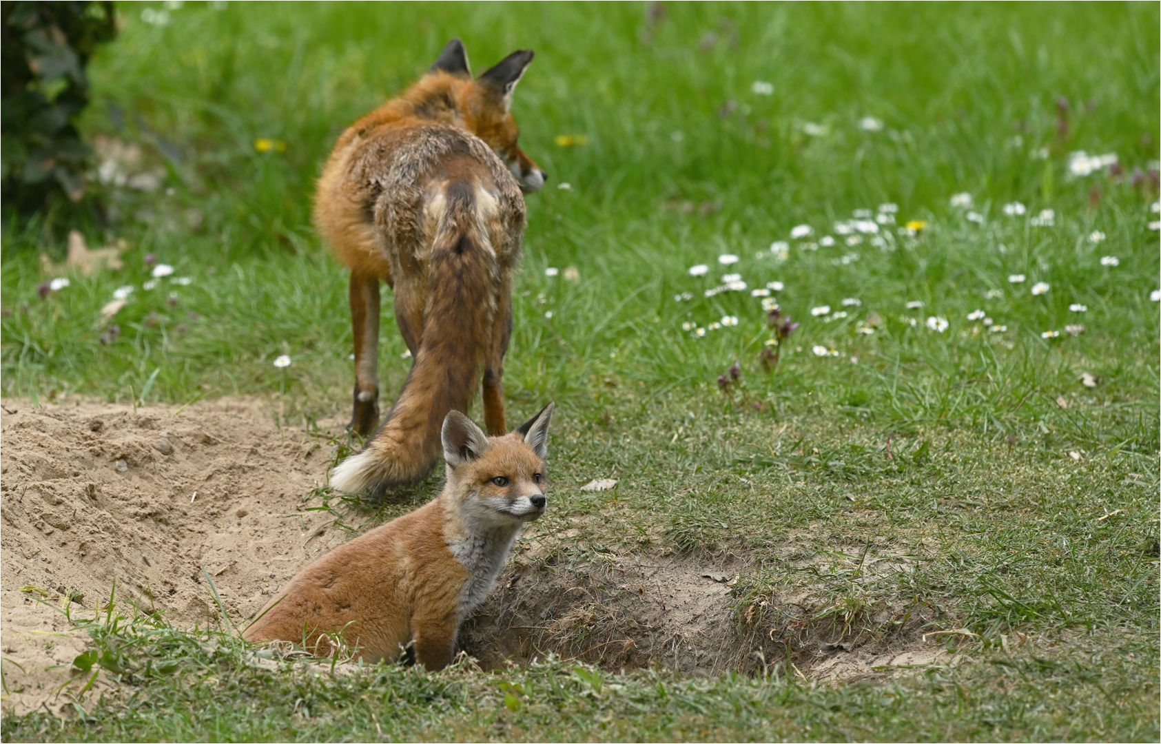 Am Fuchsbau