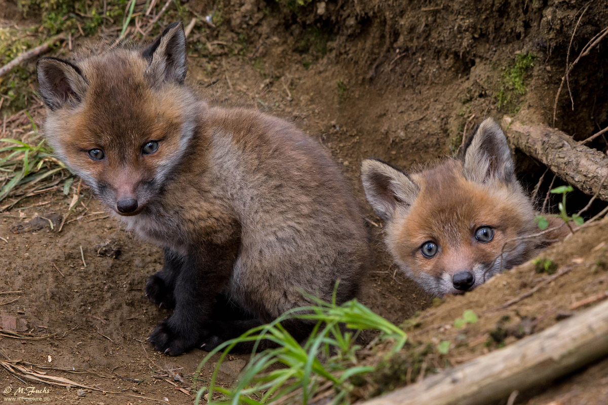 Am Fuchsbau&hellip; Foto & Bild | tiere, tierkinder, natur Bilder auf