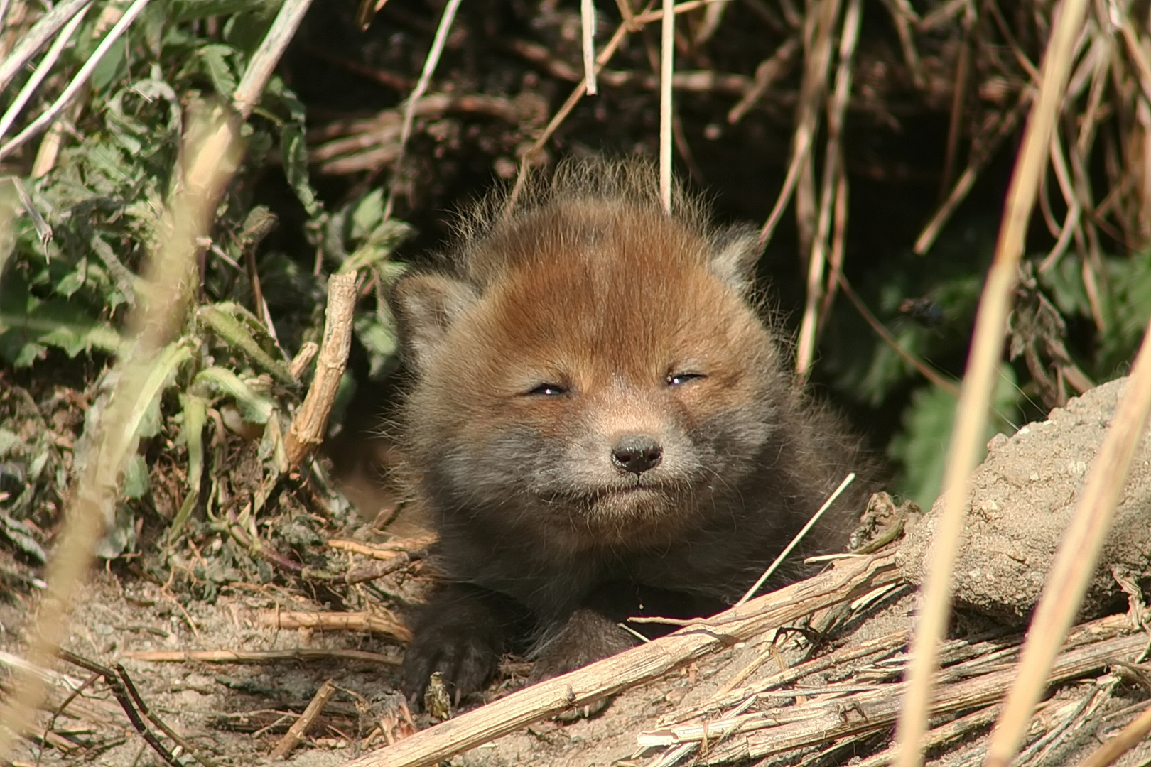 Am Fuchsbau