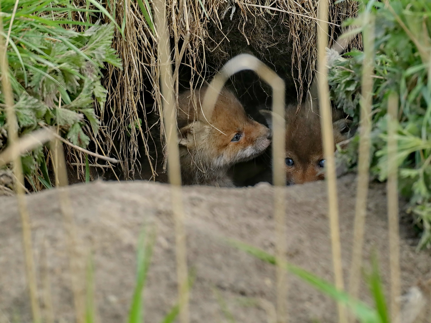 Am Fuchsbau