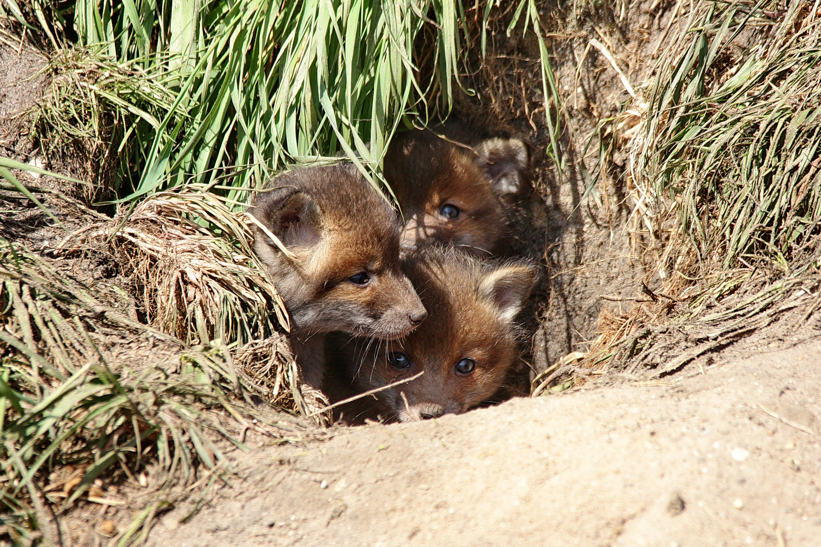 Am Fuchsbau