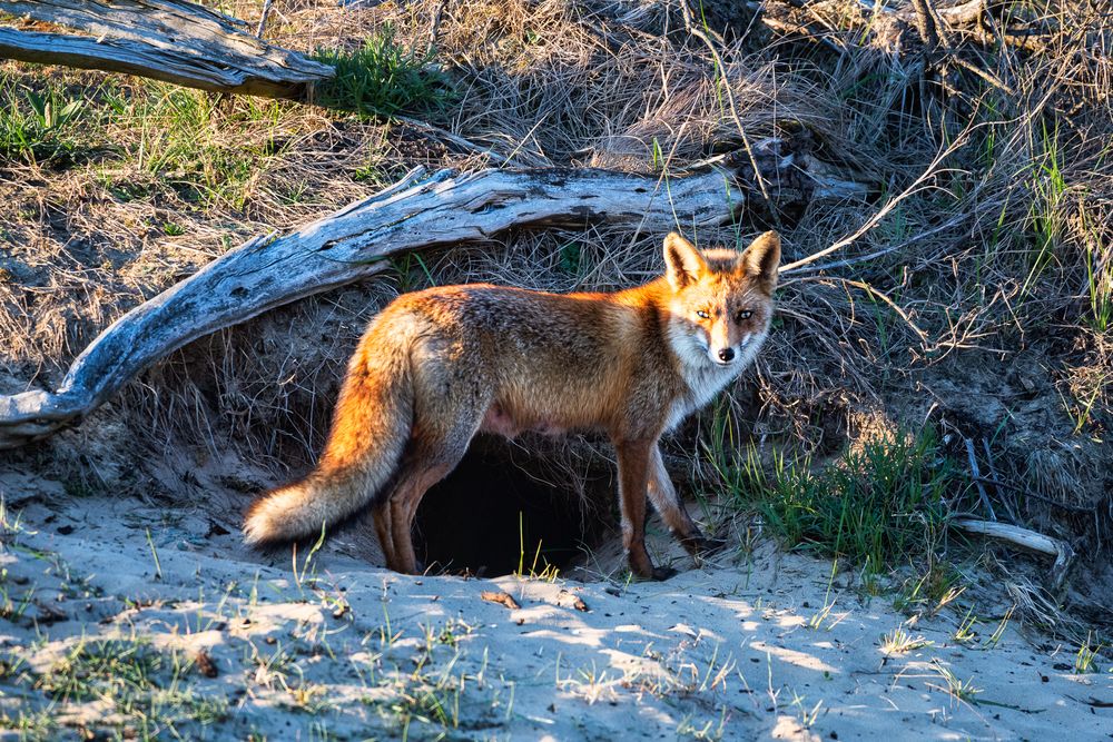 Am Fuchsbau Foto & Bild nikon, wald, bäume Bilder auf