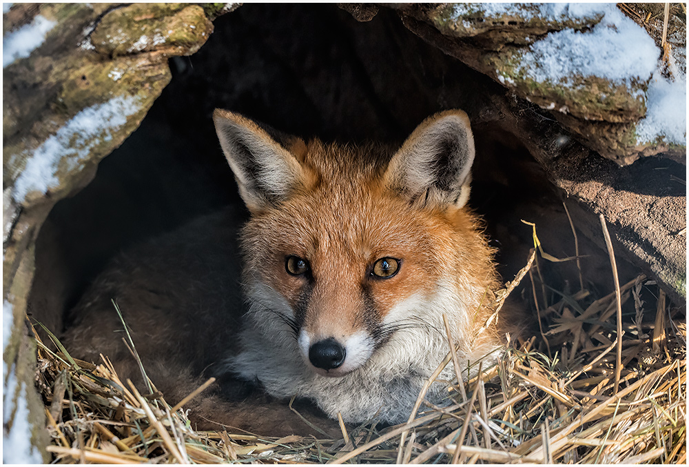 Am Fuchsbau Foto & Bild | tiere, zoo, wildpark & falknerei, säugetiere