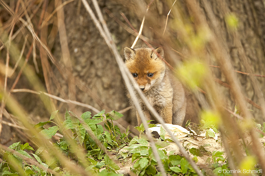 Am Fuchsbau