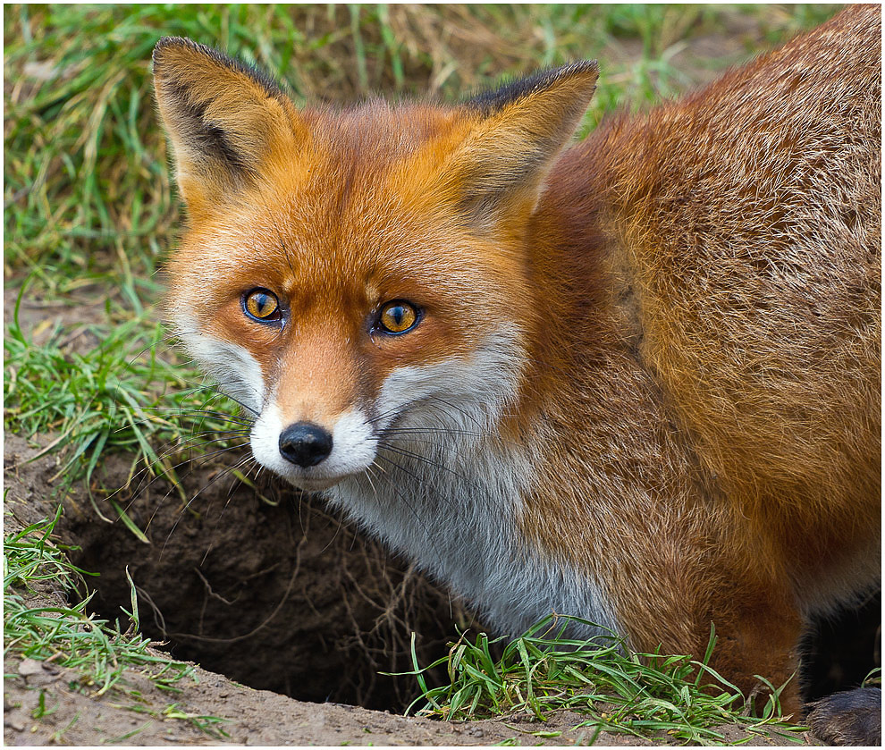 Am Fuchsbau Foto & Bild tiere, zoo, wildpark & falknerei, säugetiere