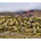 Am Füße des Cotopaxi