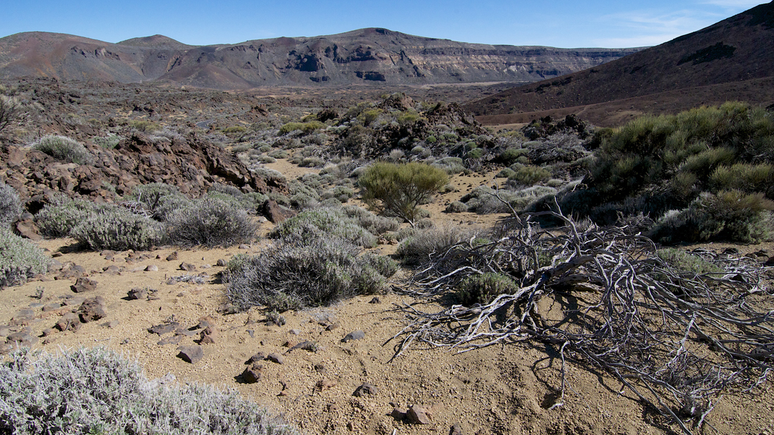 Am Fuß des Teide 4