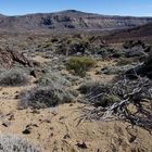 Am Fuß des Teide 4