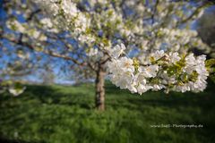 Am Fuße der Limburg