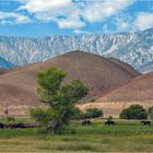 Am Fuße der Sierra Nevada, California